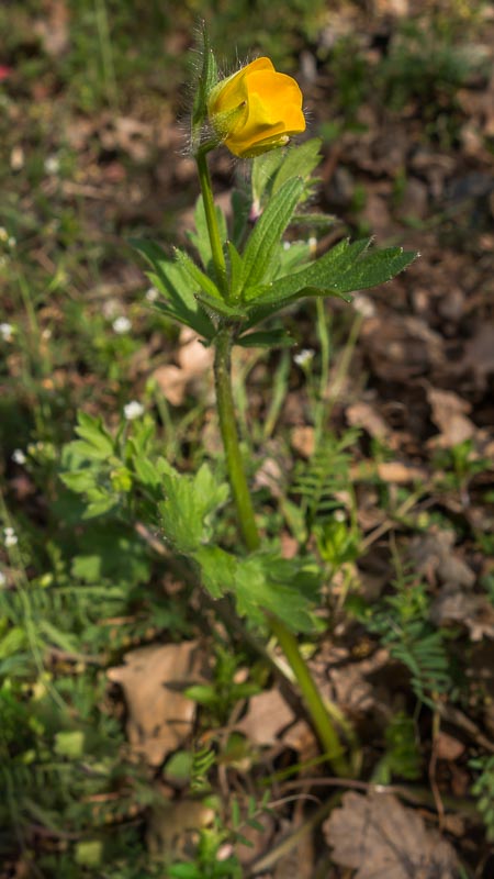 Ranunculus  cfr. bulbosus